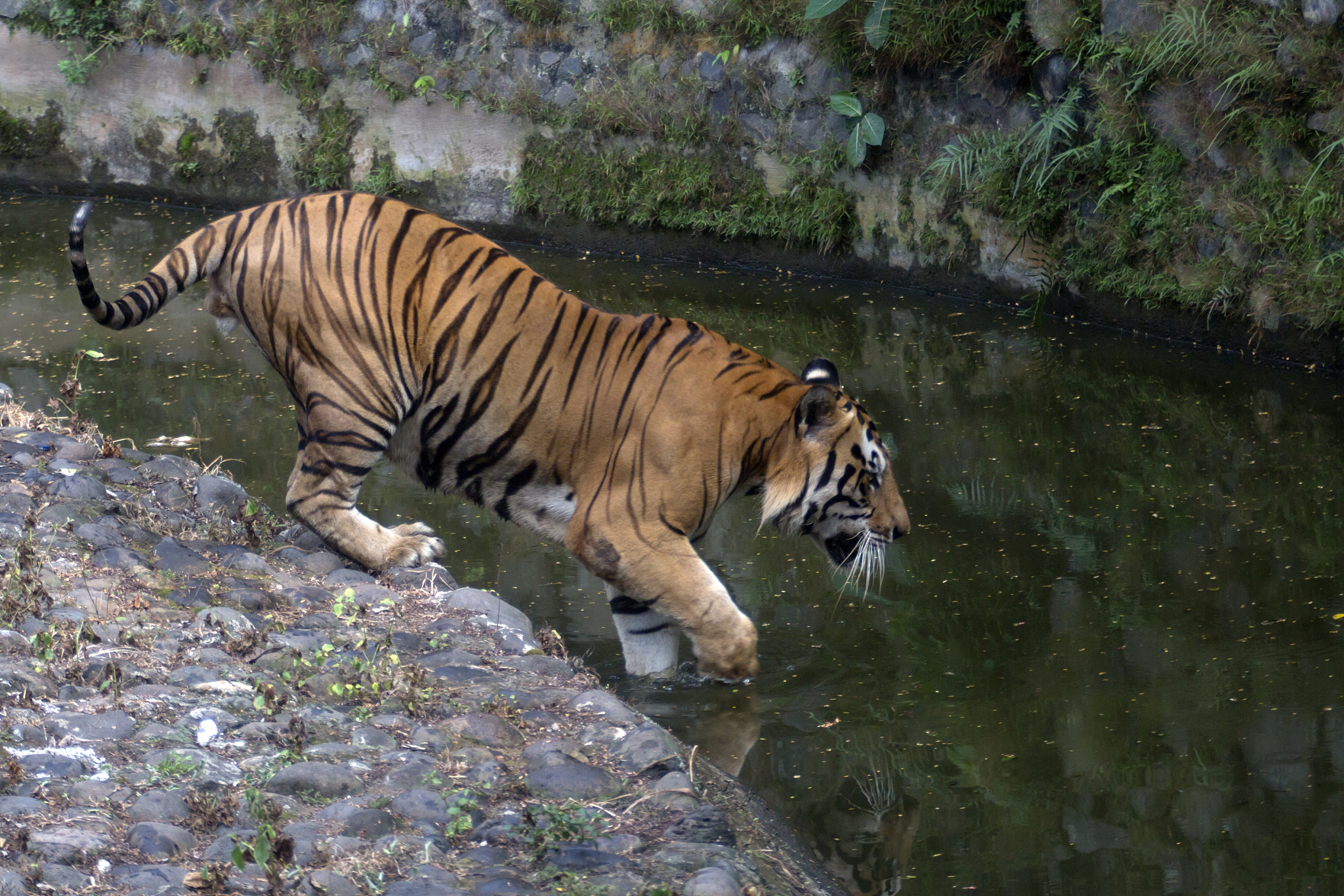 包含吉林东北虎意外输给福建五家渡，遭遇三连败的词条